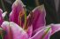 poster-28588-shiseido-all-things-beautiful-come-from-nature-68x45