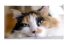 poster-28639-amanda-foundation-amanda-foundation-collection-68x45