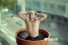 poster-28665-tuenti-argentina-plantas-68x45