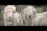 poster-28750-lp-on-the-lamb-68x45