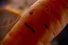 poster-28924-aldi-kevin-the-carrot-68x45