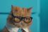 poster-28941-zte-axon-m-business-cat-68x45