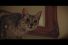 poster-28977-new-york-lottery-holiday-scratch-off-bodega-cat-68x45