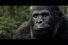 poster-28998-renault-kwid-gorilla-68x45