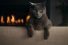poster-29022-sheba-karaoke-cat-68x45