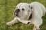 coldwell-banker-new-dog-old-dog-culture-pub-68x45