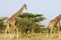 poster-29540-mother-new-york-giraffe-68x45