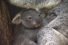 poster-29541-mother-new-york-koala-68x45