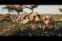 poster-29587-the-missouri-lottery-mo-lottery-serengeti-68x45