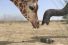 poster-29878-wwf-elephant-vs-giraffe-68x45