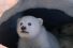 poster-30201-dancing-on-ice-polar-bear-and-squirrel-68x45