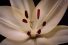 poster-30294-sncf-merci-tout-naturellement-68x45