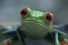 poster-30381-nikon-la-grenouille-68x45