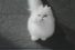 poster-30595-specsavers-paws-68x45