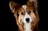poster-30637-purina-proplan-street-vet-68x45