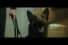 poster-30653-animalife-karma-68x45