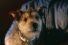 poster-30726-pet-refuge-when-pets-can-t-escape-abuse-neither-can-those-who-love-them-68x45
