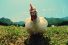 poster-30788-foster-farms-boy-band-68x45