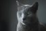 poster-30865-digitec-galaxus-katz-68x45