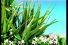 poster-30941-tahiti-douche-paradisiaque-03-20-68x45