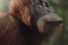 64609_preview-68x45