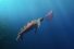 65019_001_preview-68x45